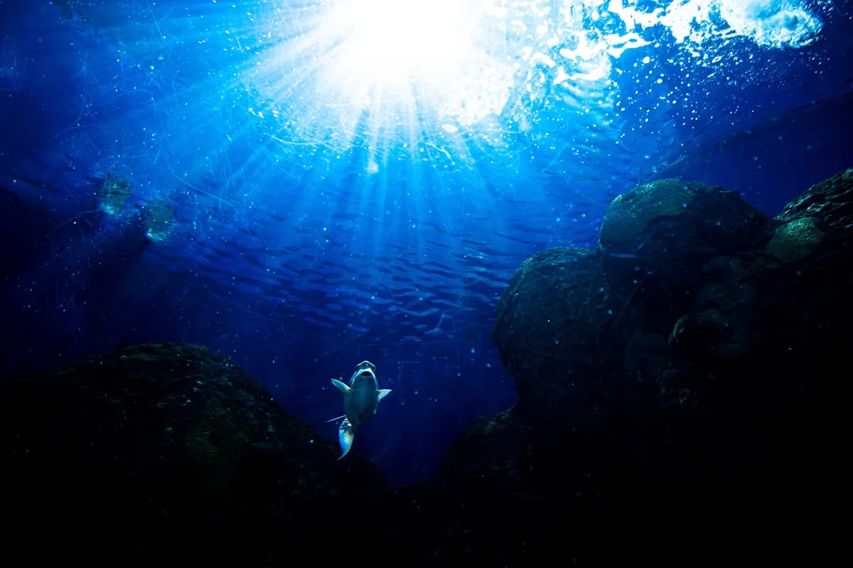 Person swimming in sunlit open water
